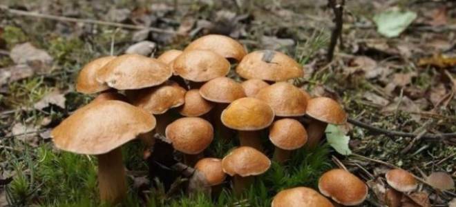 Съедобные грибы козлята внешний вид советы по приготовлению