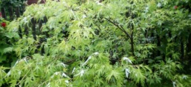 Клён серебристый характеристика и особенности агротехники