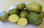 Съедобна ли зеленая картошка симптомы отравления и помощь