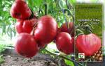 Крупноплодный низкорослый сорт томатов видимо невидимо