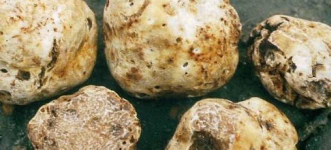 Особенности выращивания черного трюфеля