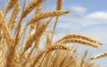 Как удобрять зерновые культуры нормы внесения