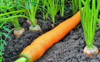 Когда лучше всего сажать морковь
