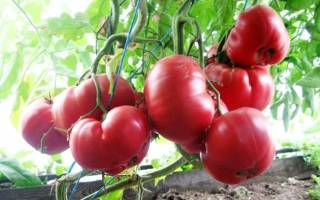 Особенности выращивания и ухода за томатом розовый мед