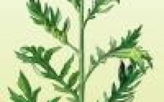 Левзея сафлоровидная характеристика посадка и уход