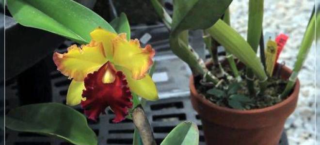 Лучшие советы по уходу за венериными башмачками