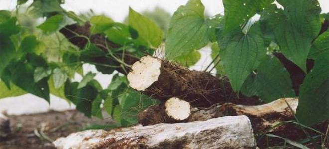 Корень адама где растет рецепты приготовления и способы лечения