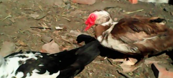 Самые распространенные породы уток