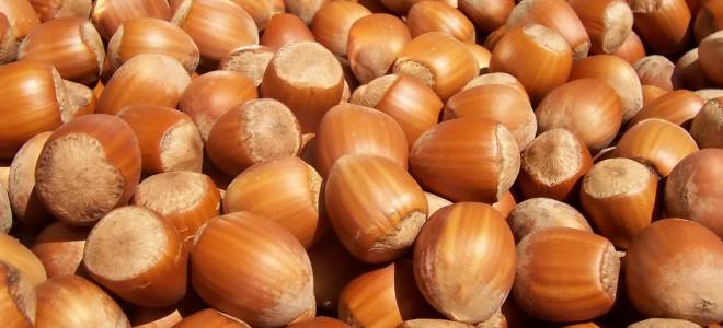 Чем полезен фундук