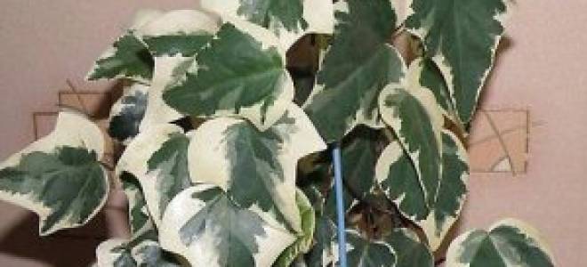 Особенности ухода за канарским плющом в домашних условиях