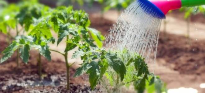 Как часто поливать помидоры в теплице для хорошего урожая