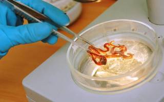 Финны создали белковый порошок из червей и сверчков