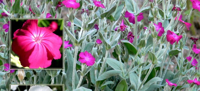 Секреты успешного выращивания лихниса из семян