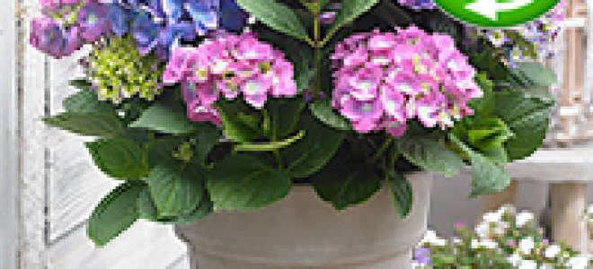 Выращиваем бузульник лигулярия пржевальского на даче