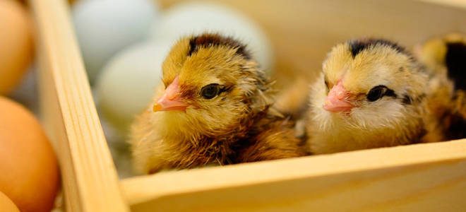 Какой выбрать инкубатор для яиц характеристика лучших