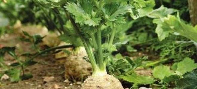 Применение сельдерея