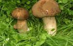 Какие грибы растут в приморском крае