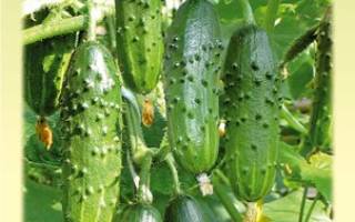 Как посадить и вырастить огурцы букет