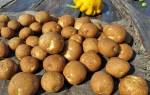 Описание характеристики и особенности посадки картофеля сорта киви