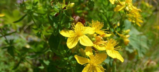 Особенности выращивания зверобоя на даче