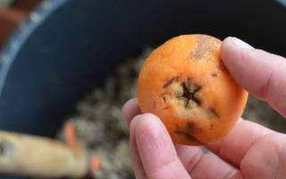 Особенности ухода за мушмулой как вырастить экзотические фрукты