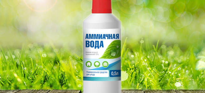 Применение аммиачной воды в саду