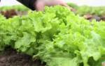 Агротехника и особенности выращивания салата латука на дачном участке