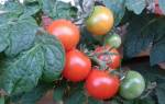Как вырастить томаты красная шапочка