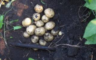 Картофель сантэ описание и выращивание