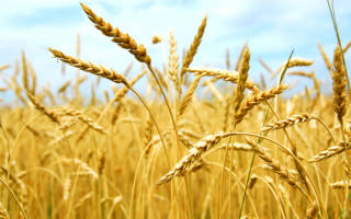 Основные виды зерновых культур