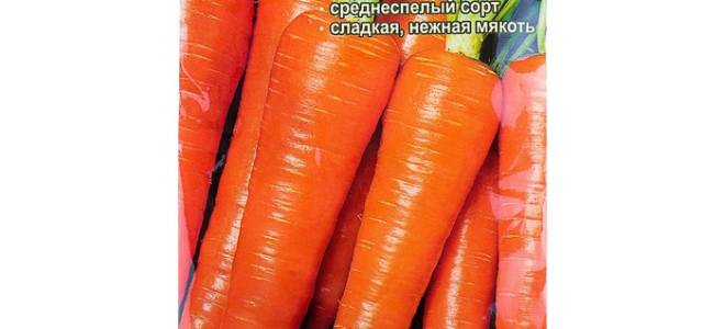 Высокоурожайный сорт моркови вита лонга