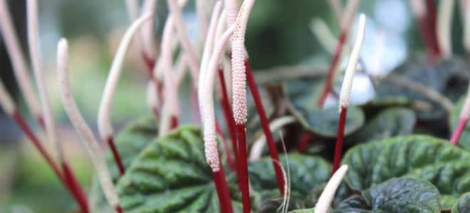 Основные виды паперомии названия и фото комнатного растения