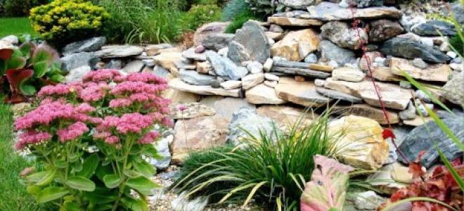 Основные виды и сорта датуры для выращивания в саду