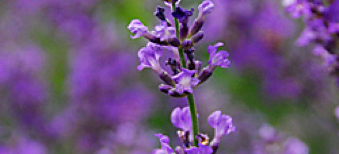 Можно ли вырастить лаванду в сибири