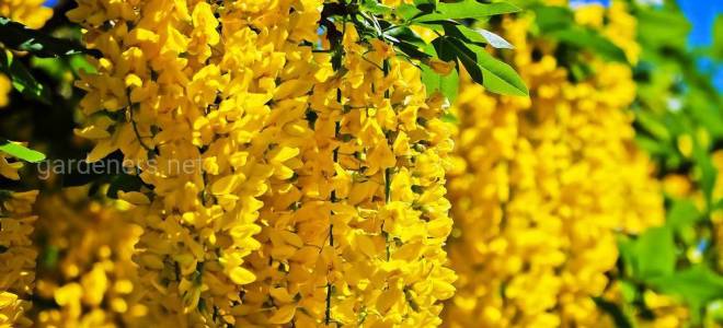 Вегетативные способы размножения акации