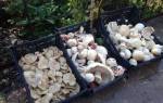 Фото и описание грибов крыма