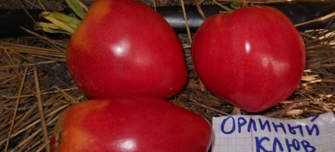 Описание сорта томата орлиный клюв