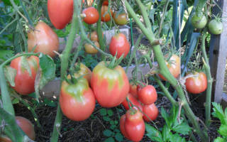 Новый сорт отечественной селекции помидоры петруша огородник