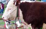 Самые известные виды бычков мясной породы на откорм