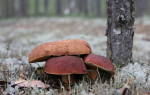 Какие съедобные грибы растут осенью
