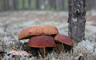 Какие съедобные грибы растут осенью