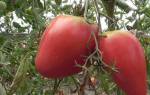 Особенности выращивания и характеристика сорта помидор мазарини