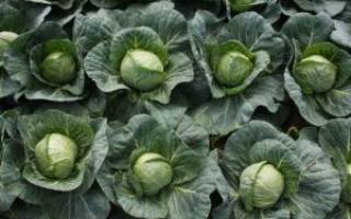 Лучшие сорта ранней капусты для выращивания