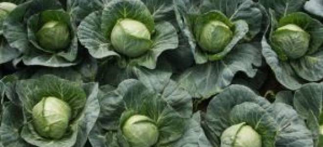 Лучшие сорта ранней капусты для выращивания