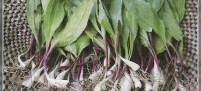 Особенности выращивания черемши на дачном участке