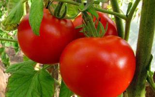 Детерминантный сорт помидор катюша для любителей среднеспелых томатов
