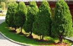 Список популярных декоративных деревьев для сада с описанием и фото