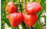 Высокоурожайный и крупноплодный достоинства выращивания томата чудо земли