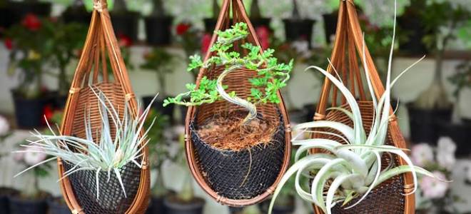 Подборка 15 самых красивых комнатных растений для вашего дома