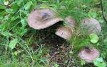 Какие грибы растут в средней полосе россии